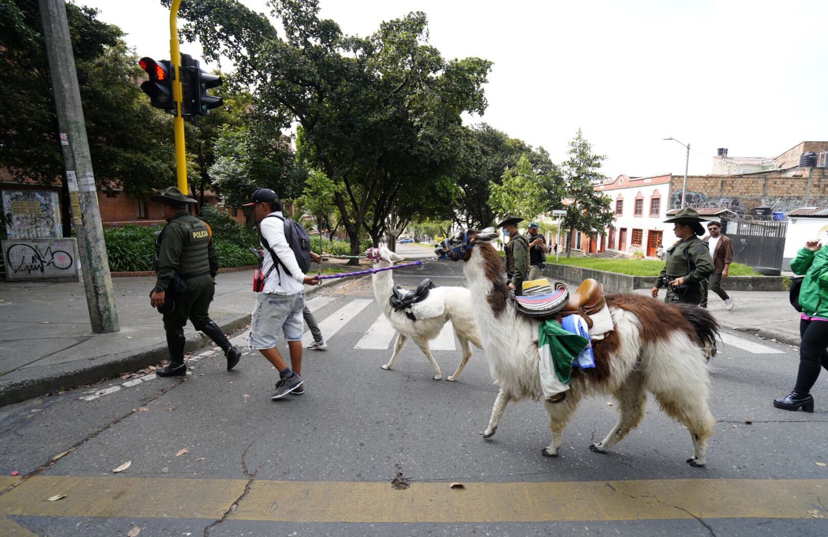 El operativo culminó en el hallazgo de Luna junto a otra llama, en condiciones precarias.