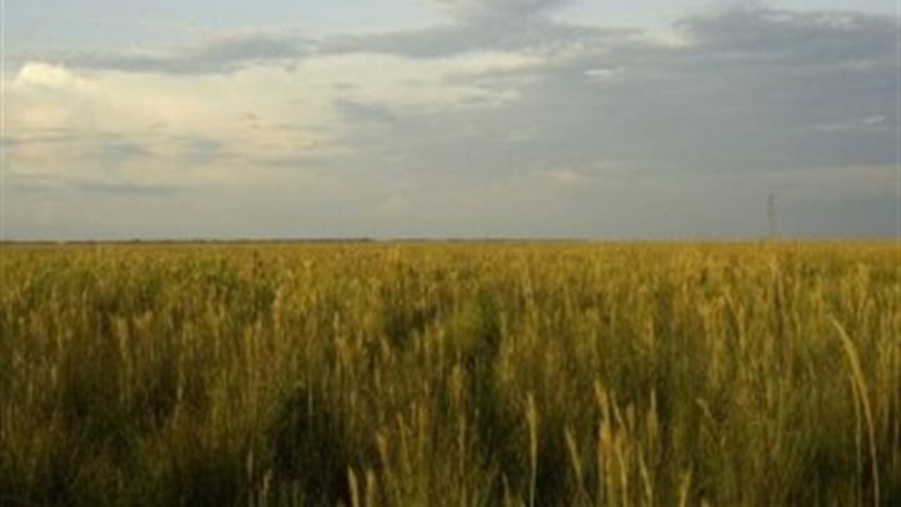 Más del 40% del territorio del Vichada, departamento que concentra la mayor parte de la altillanura, deberá estar dedicado a la conservación de su ecosistema.