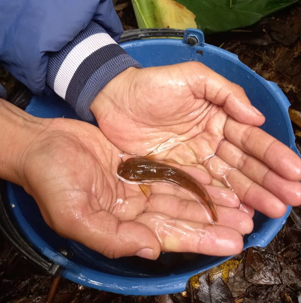 Este pecado ha reaparecido en las reservas naturales de Tena, Cundinamarca, luego de años de habitar solamente en la Laguna de Pedro Palo.
