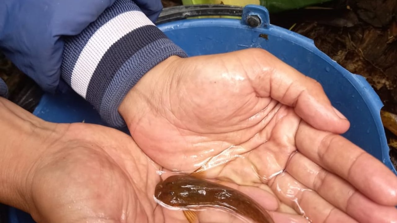 Este pecado ha reaparecido en las reservas naturales de Tena, Cundinamarca, luego de años de habitar solamente en la Laguna de Pedro Palo.