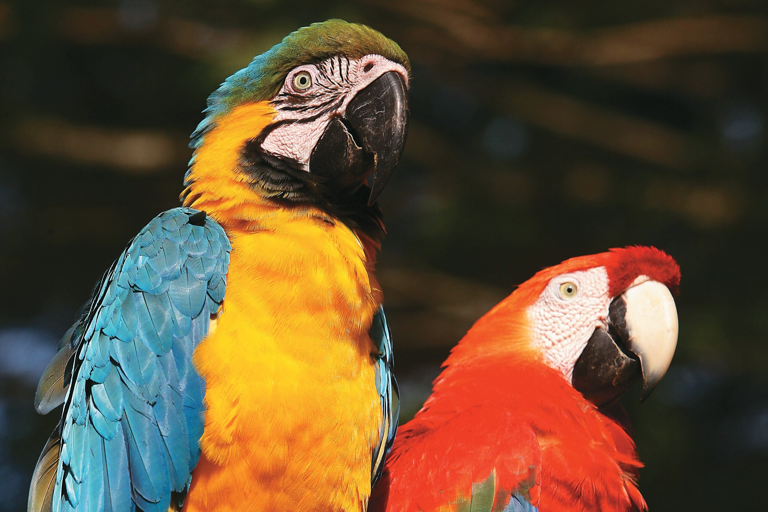 Una de las iniciativas recientes que aplica la inteligencia artificial en la biodiversidad colombiana es el Proyecto Guacamaya en la Amazonía colombiana.