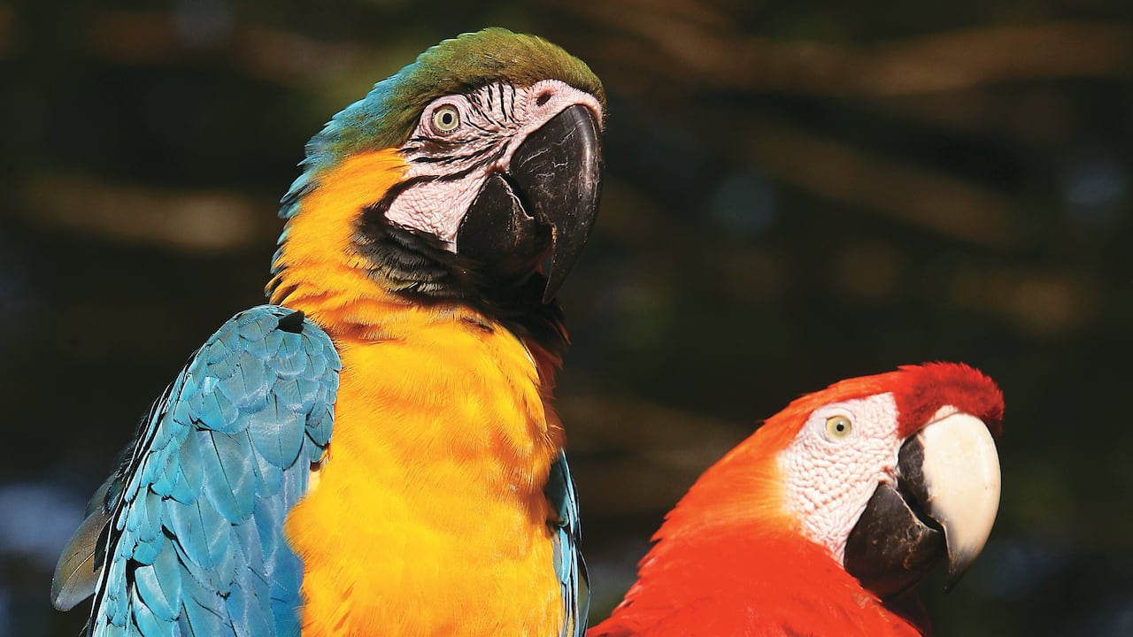 Una de las iniciativas recientes que aplica la inteligencia artificial en la biodiversidad colombiana es el Proyecto Guacamaya en la Amazonía.