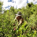 Un hombre raspa hojas de coca, en su finca el 6 de junio de 2017, en la Vereda Los Colorados, del municipio de Sucre, en el Cauca. Argelia es uno de los municipios con mayor presencia de cultivos de coca, por lo que Corpoica, actualmente, ejecuta proyectos relacionados con las redes de innovación en Cacao para reemplazarla. Foto: Carlos Julio Martínez / SEMANA