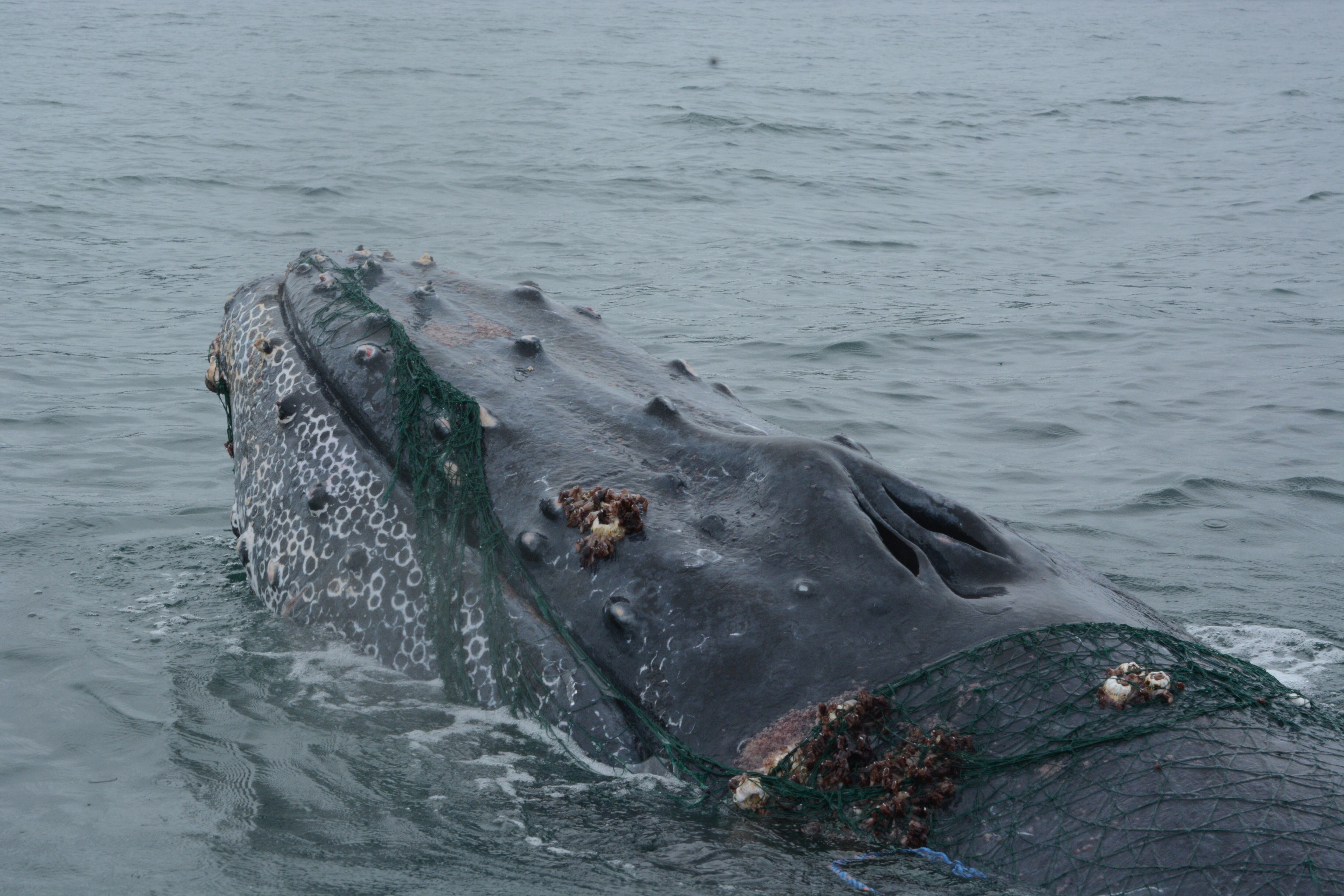 Los enredamientos con mallas y artes pesqueras hacen parte de las amenazas que ponen en riesgo a las ballenas jorobadas.