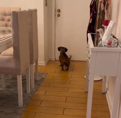 El perrito esperaba ansioso por ver quién cruzaría la puerta.