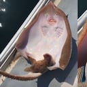 Raya - video viral TikTok