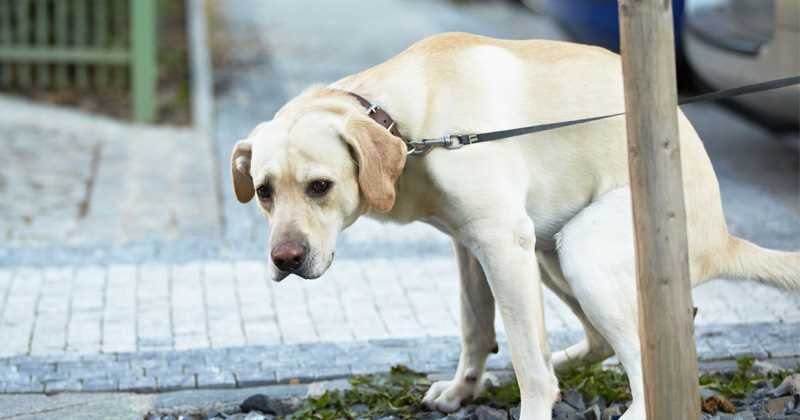Los perros pueden presentar diarrea agua o crónica. 