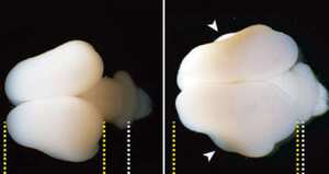 Insertan genes humanos en fetos de monos titíes y logran que les aumente el cerebro.