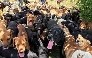 Según la Asociación Americana de Prevención de la Crueldad contra los Animales (ASPCA por sus ciclas en inglés) alrededor de 2,7 millones de animales son sacrificados en los refugios estadounidenses cada año, muchos de ellos perros.