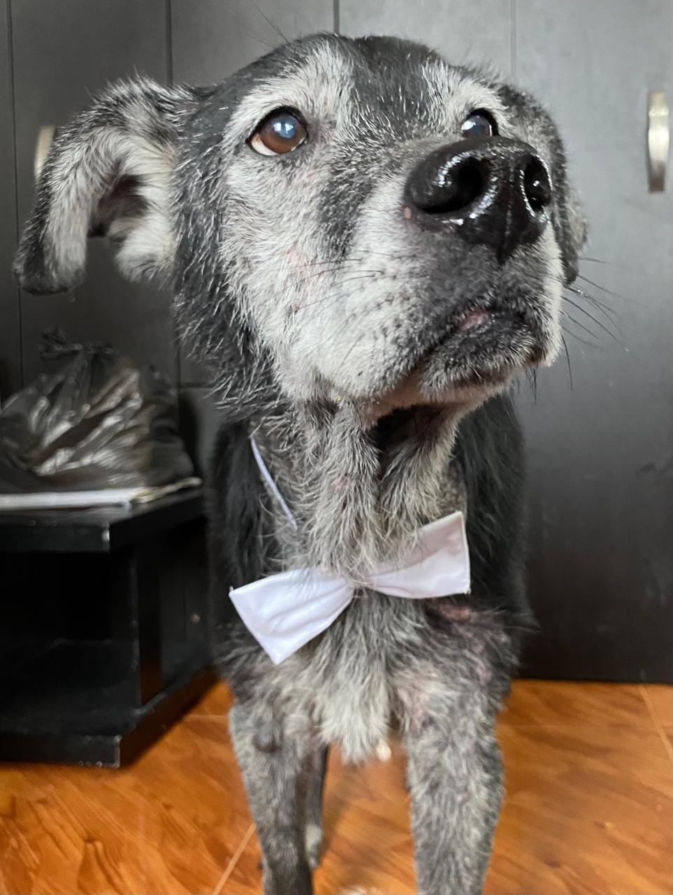 Tommy y su dueño lograron despedirse en la Clínica Ospedale de Manizales.