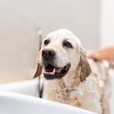 Los perros ueden bañarse cada vez que lo requieran.