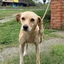 Perrita fue abandonada con una desgarradora carta.