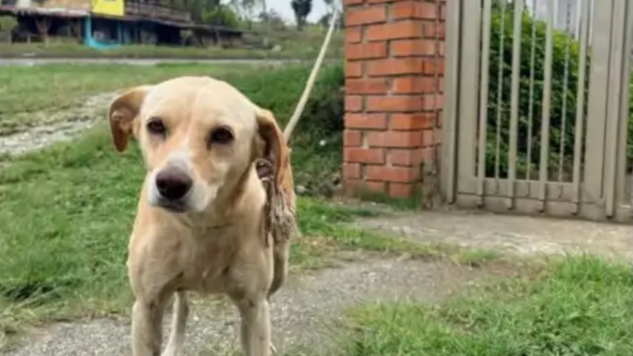 Perrita fue abandonada con una desgarradora carta.