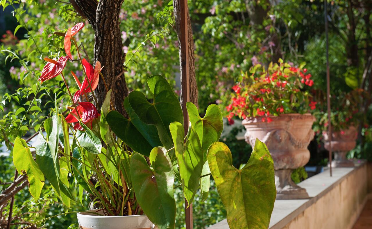 Los anturios son flores exóticas.