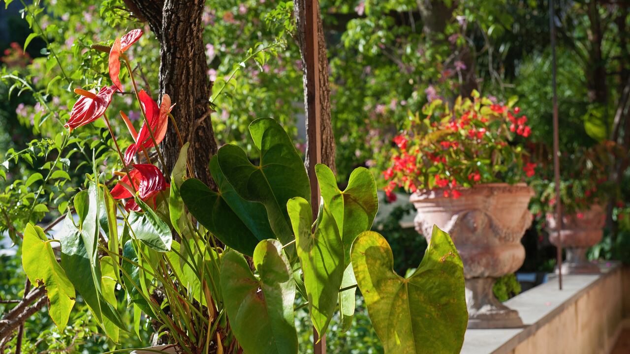 Los anturios son flores exóticas.