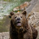 El oso grizzly casi acaba con la vida del veterano de Montana