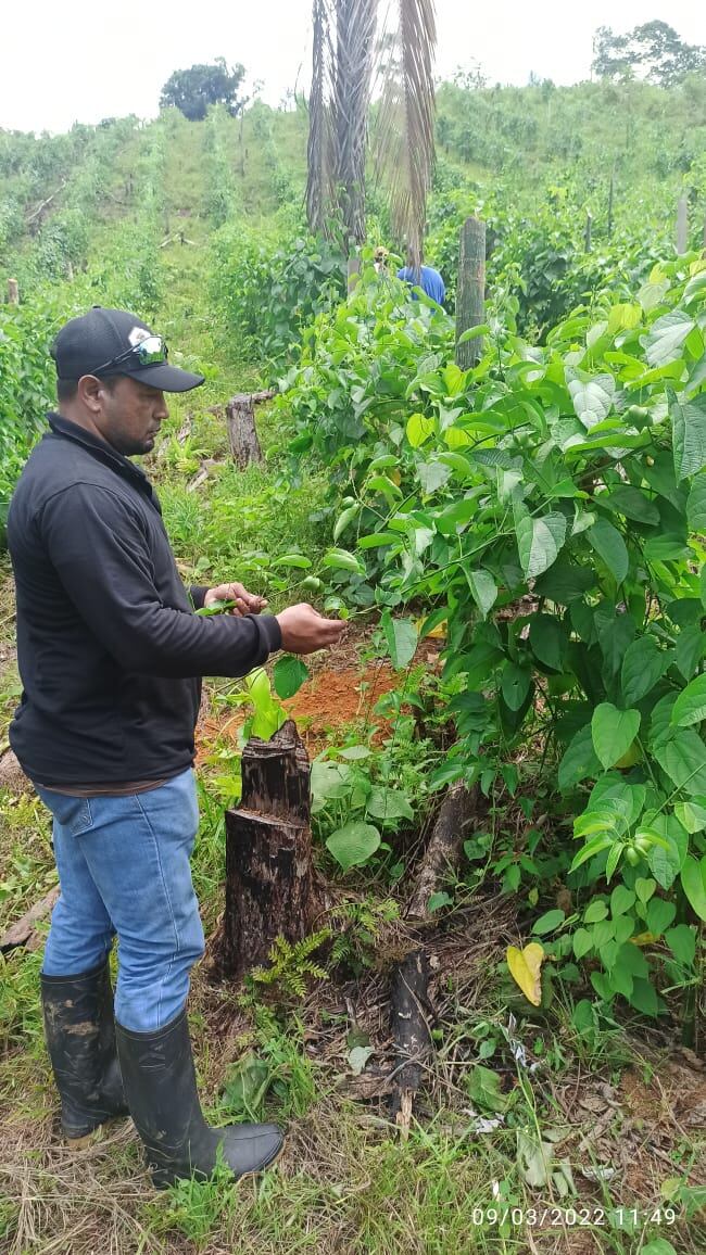 Cultivadores de sacha inchi