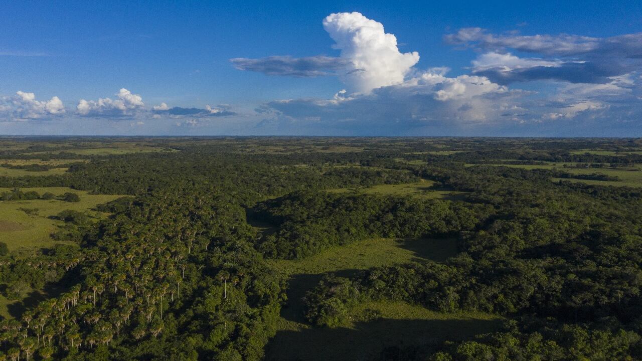 Colombia ha movilizado más de cinco millones de dólares en el mercado de cupos de biodiversidad.