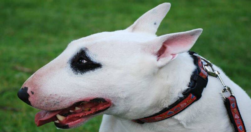 Perro bull terrier.
(Imagen de referencia). 
