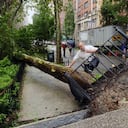 Un ciudadano se acerca a un árbol caído en la calle 43 este en Nueva York, Estados Unidos, el domingo, tras la llegada del huracán 'Irene'.