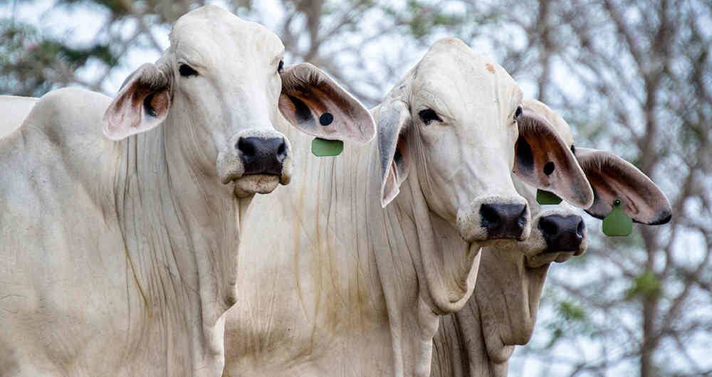 productores de ganado