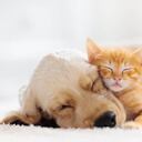 Los especialistas piden mantener la calma y advierten que se necesita investigar más la transmisión y contagio del virus en animales.