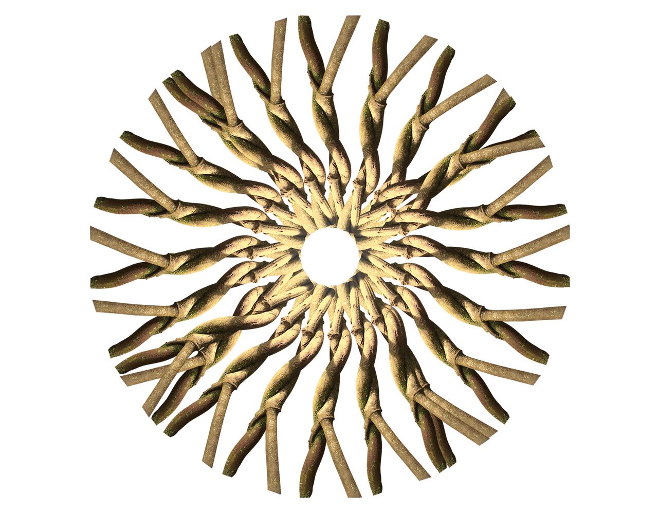 De la serie "En búsqueda de la Flor de Vientre" / "Ayauaska" Inti, tujtu / Flor, sol, de "bejuco amargo" / Intervención fotográfica / 90x90 cm / Septiembre 15 de 2019. De Benjamín Jacanamijoy. Cortesía del artista.