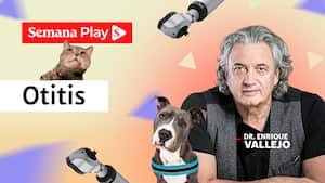 Otitis | Enrique Vallejo en Salud Animal