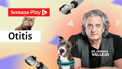 Otitis | Enrique Vallejo en Salud Animal