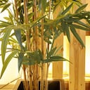 ¿Cómo atraer dinero con bambú, según Feng Shui?