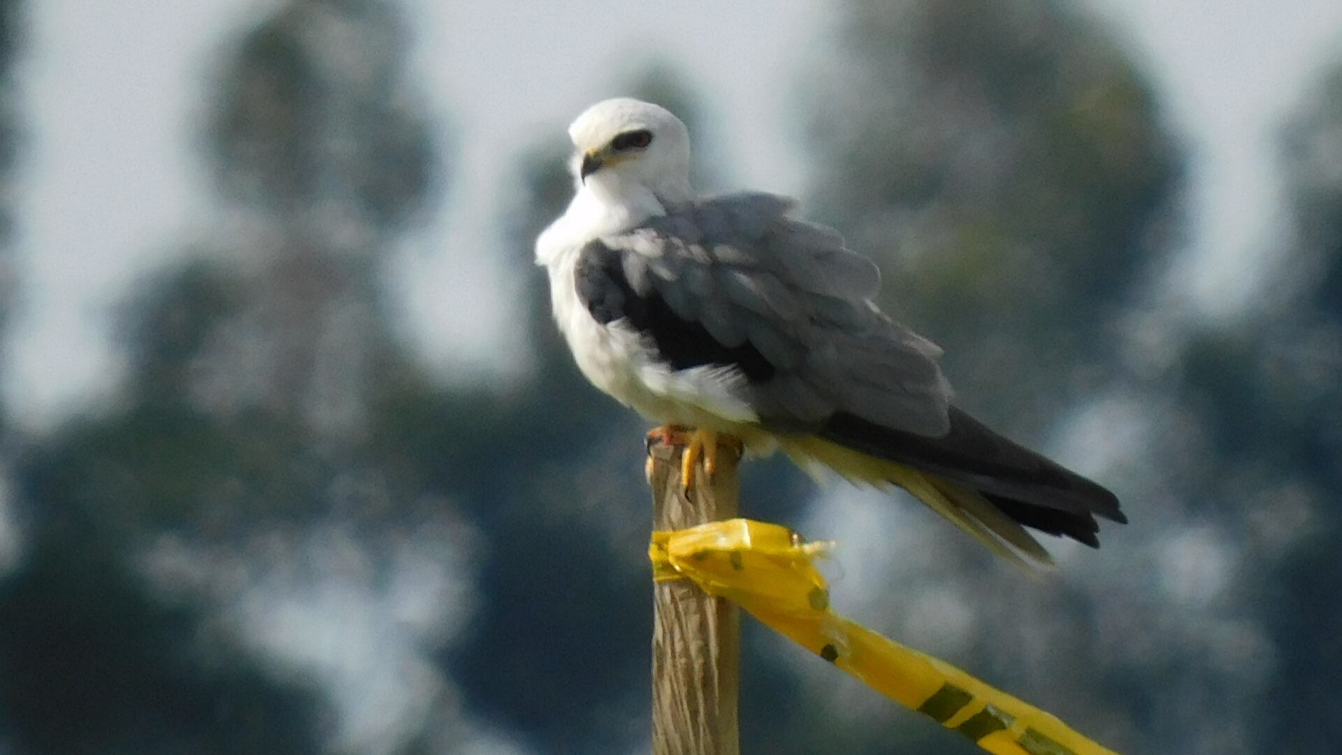 Gaby, un gavilán maromero, nació en el corazón de la operación de la Primera Línea del Metro de Bogotá: el lugar donde se construirá el patio taller, en Bosa.