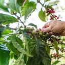 Cultivos de cafe