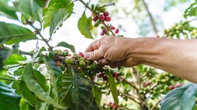 Cultivos de cafe