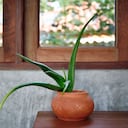 El feng shui recomienda no poner matas de aloe vera en la habitación.