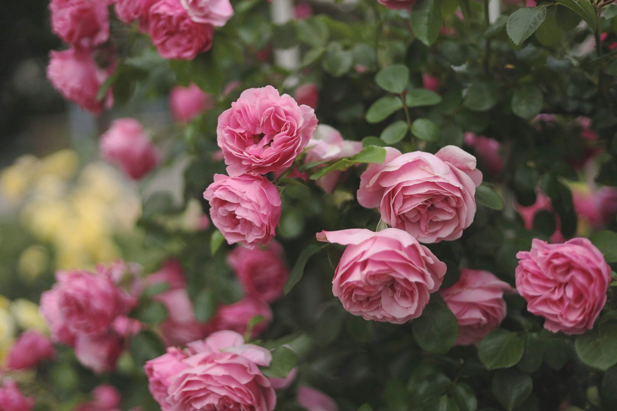 Lovely pink rose - Rosa Leonardo de Vinci in bloom in natural light, originally bred by Alain Meilland before 1993,introduced in France by Mailand,1994. Floribunda rose ,Selective focus