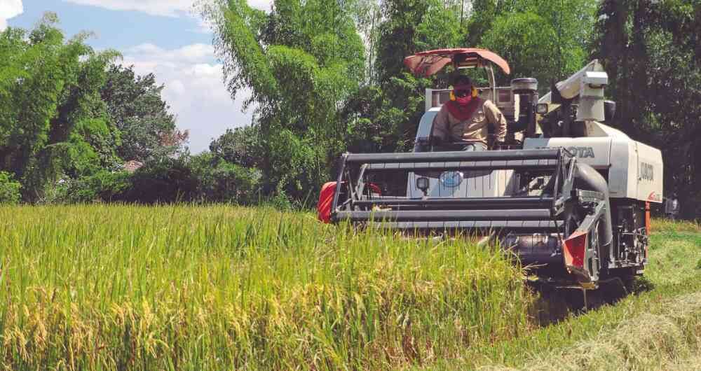 En Colombia se han restringido las importaciones de arroz.