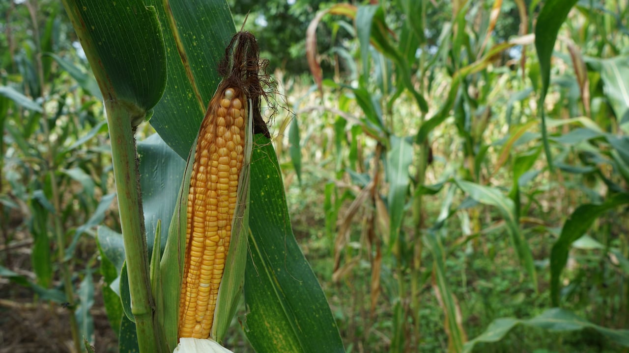 El sector agropecuario busca medidas para recuperar competitividad.