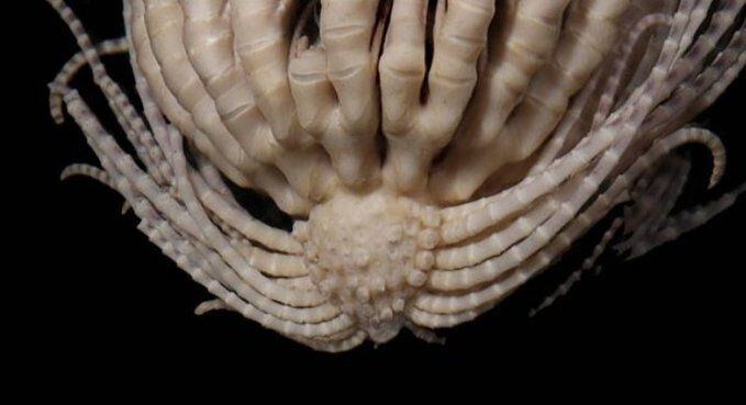 La nueva especie, se clasifica dentro de la familia Crinoidea, que incluye estrellas de mar, erizos de mar y pepinos de mar.