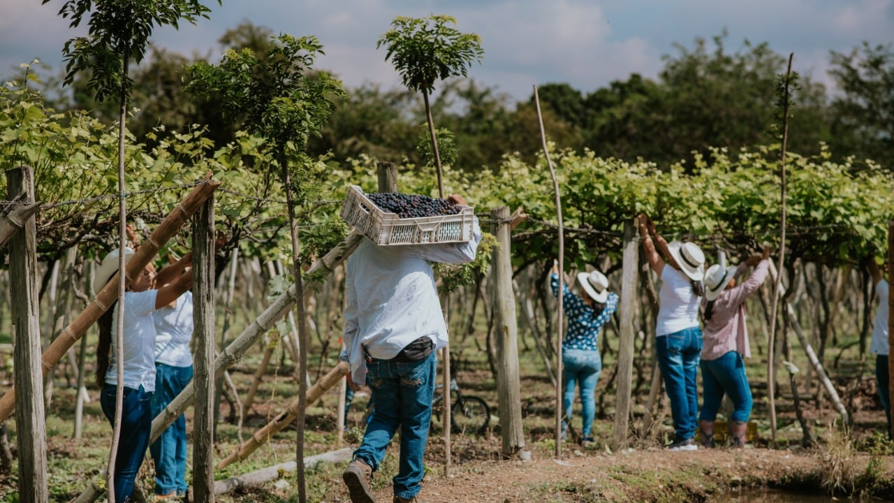 Cultivo de uvas isabella en Santa Elena, Valle del Cauca