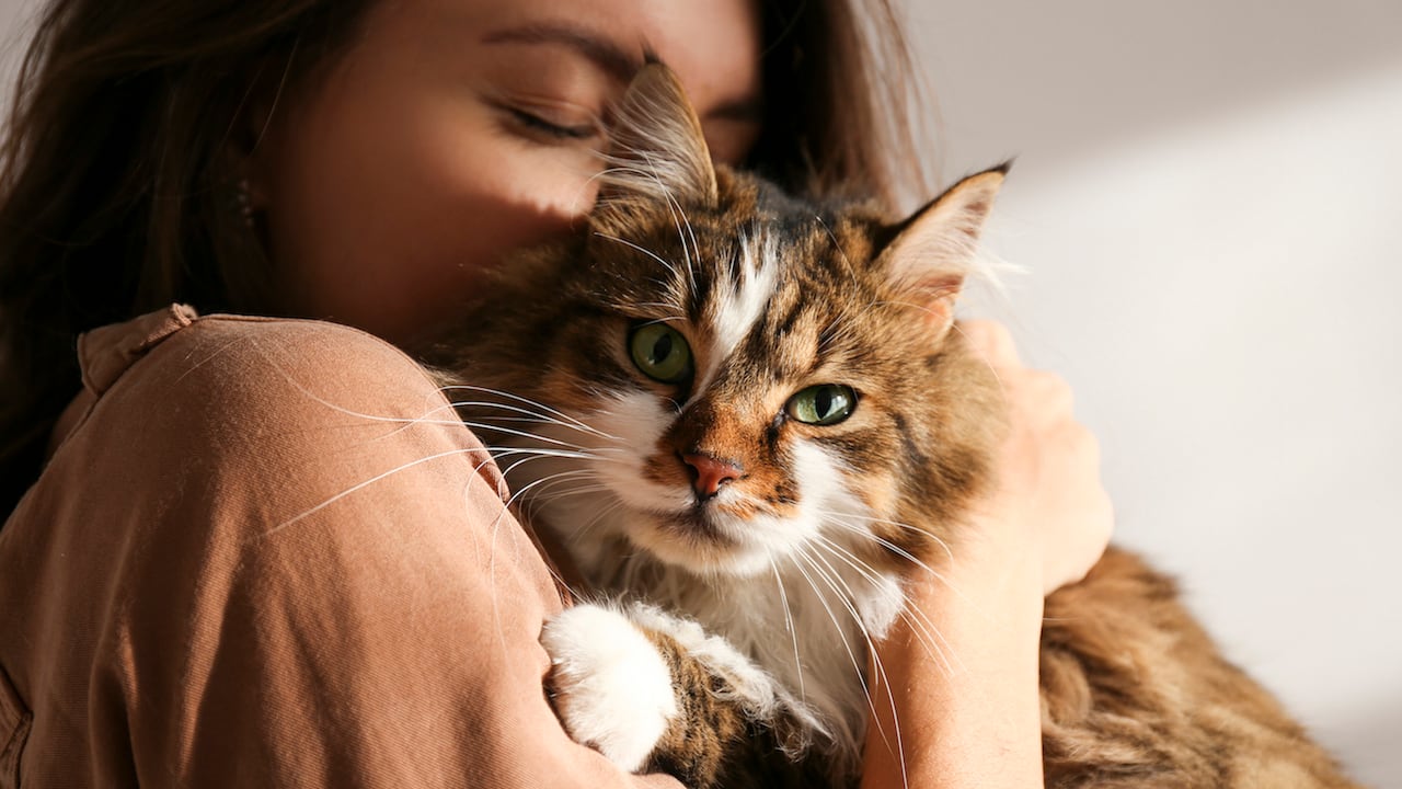 gatos con su dueño