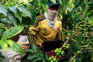 En el 2020 el producto ha alcanzado precios jamás vistos. Los cultivadores esperan que el año del Covid-19 sea felizmente inolvidable. Semana Rural registró, desde los cafetales, los pormenores de una cosecha histórica.