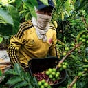 En el 2020 el producto ha alcanzado precios jamás vistos. Los cultivadores esperan que el año del Covid-19 sea felizmente inolvidable. Semana Rural registró, desde los cafetales, los pormenores de una cosecha histórica.