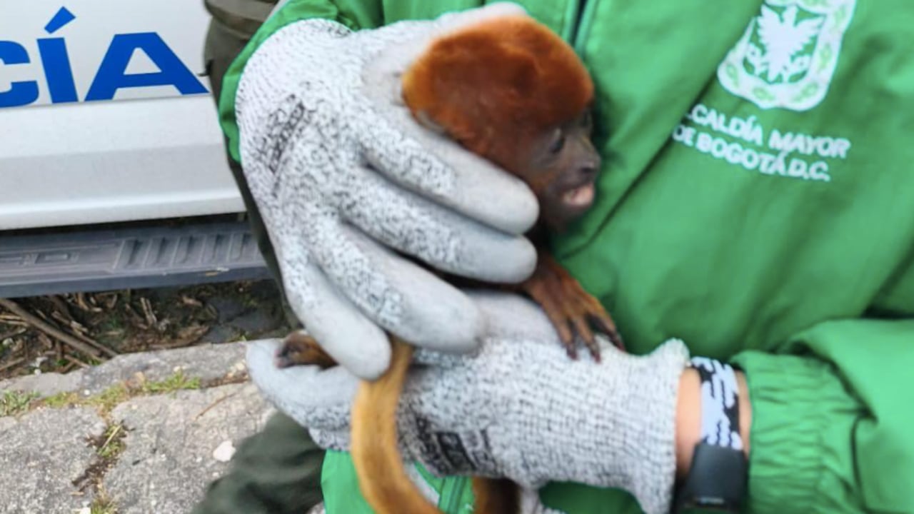 El mono aullador tras ser rescatado.