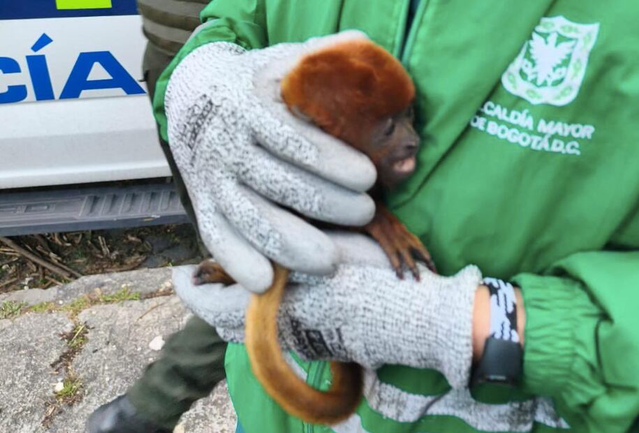 El mono aullador tras ser rescatado.