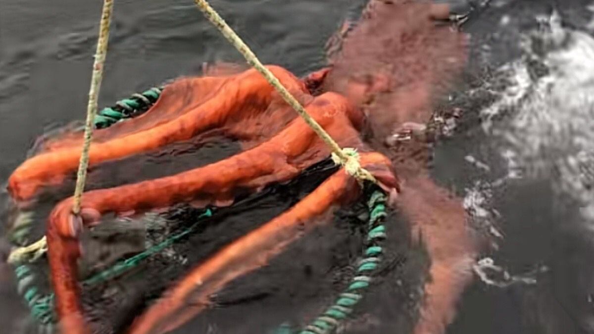 Pulpo, Canadá