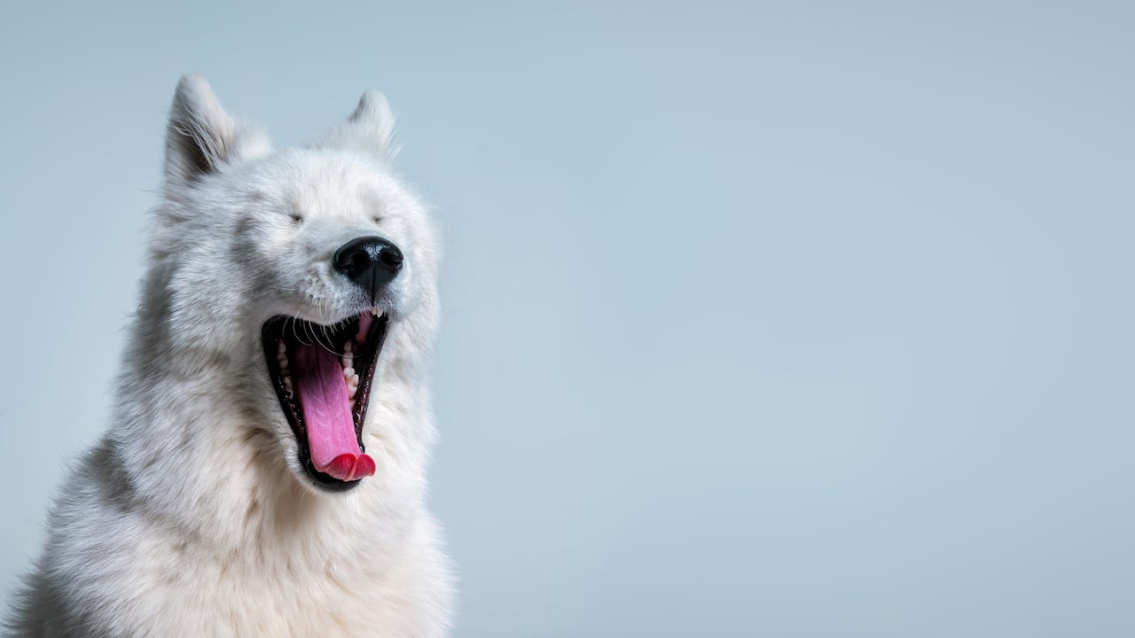 Perro Samoyedo bostezando