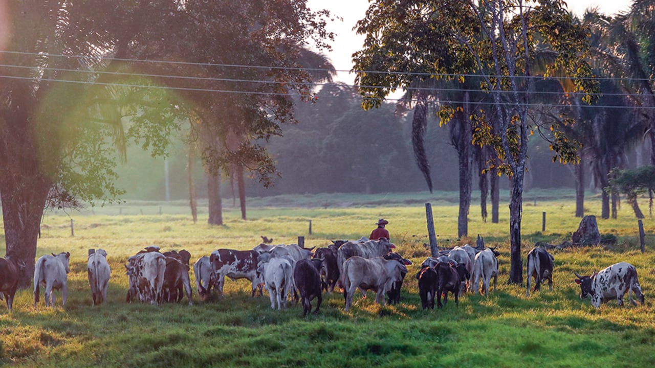 El dinero de los subsidios es para el desarrollo de proyectos productivos agropecuarios.