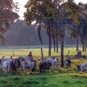 El dinero de los subsidios es para el desarrollo de proyectos productivos agropecuarios.