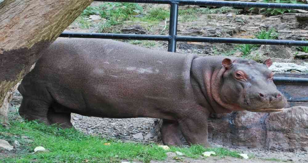 Buki es un hipopótamo rosado que fue trasladado de Puerto Triunfo (Antioquia) al Zoológico Santa Cruz en Cundinamarca. Fotos: Mauricio Sánchez y Zoológico Santa Cruz. Foto: Mauricio Sánchez y Zoológico Santa Cruz. 