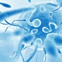 El líquido preseminal o pre-eyaculado puede contener espermatozoides y transmitir ITS. Por esto es que ‘sacarlo’ no es un método seguro al momento de prevenir embarazos e infecciones. Mejor usa un condón. Foto: Pantherstock.